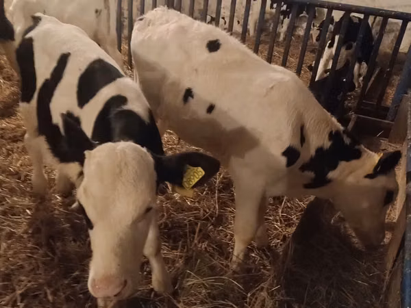 ثور, Russian Black pied cattle