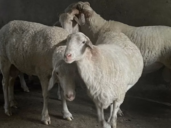 Ram, Assaf sheep
