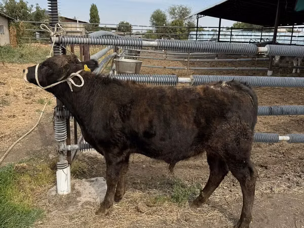Bulle, Aberdeen-Angus