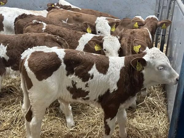 أبقار (دفعة، الجنس غير محدد), Simmental cattle