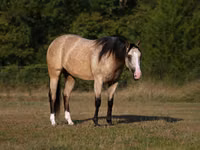 घोड़ी, Quarter Horse — फ़ोटो 2