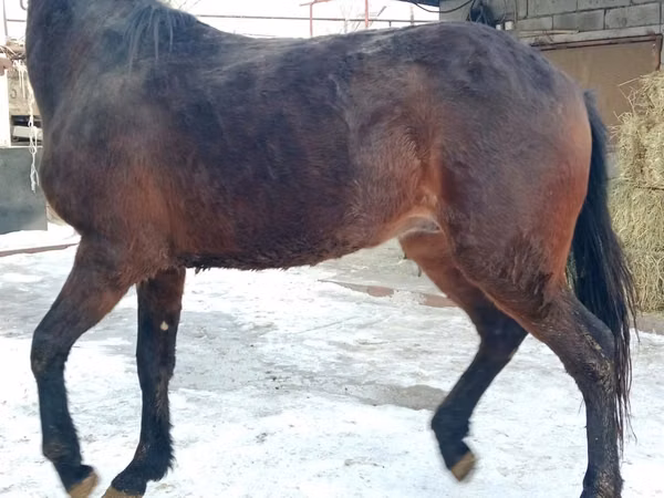 حصان, Budyonny horse
