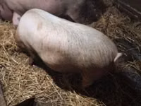 Schweine (Partie, Geschlecht nicht angegeben) — Foto 7