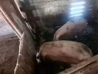 Eber, Schweine — Foto 1