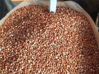 Vind sorgo. mei. raps — फ़ोटो 2