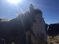 Hengst, Gypsy horse — Foto 1