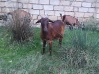 Ziege, Alpine goat — Foto 2