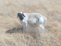 भेड़ें (लॉट, लिंग निर्दिष्ट नहीं), South meat sheep — फ़ोटो 2