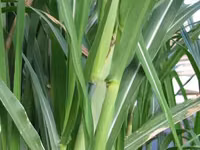 Napier Grass for Goat, Sheep's, Catle, Rabit, Grasscuter Etc — फ़ोटो 2
