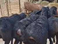 نعجة, الأغنام — الصورة 3