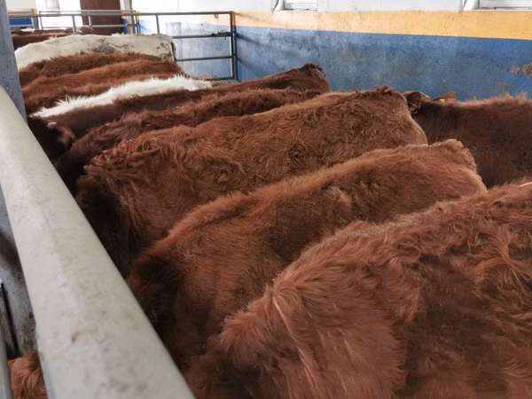 Rinder (Partie, Geschlecht nicht angegeben), Limousin-Kuh