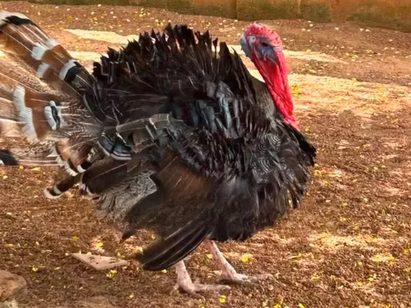 Turkeys