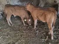 Bulle, Limousin-Kuh — Foto 2