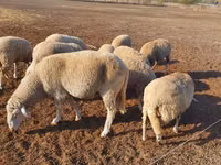 母羊, Merino sheep — 照片 3
