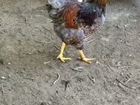 वायंडॉट — फ़ोटो 2