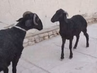 Schaf, Arabi sheep — Foto 1