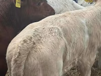 أبقار (دفعة، الجنس غير محدد), Simmental cattle — الصورة 3