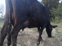 母牛, Red Polled Cow — 照片 1