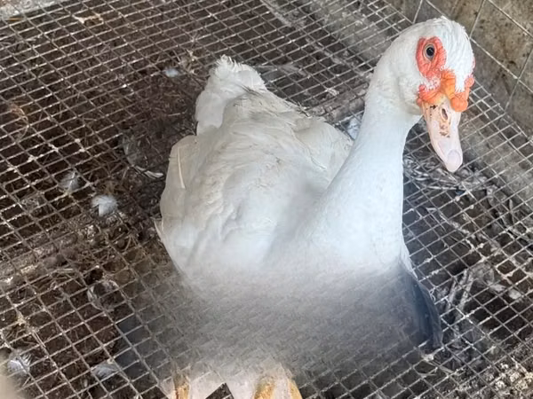 Ducks