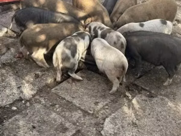公猪, 