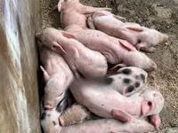 Schweine (Partie, Geschlecht nicht angegeben), Schweine — Foto 5