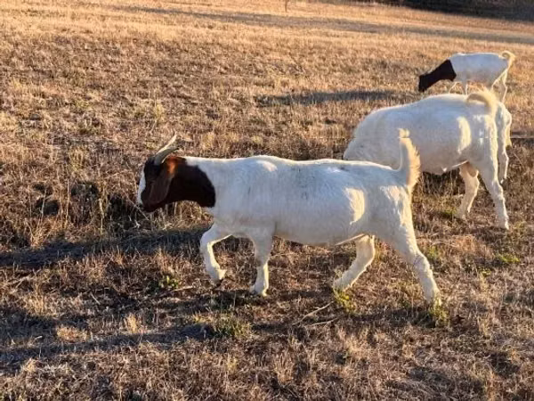 Cabro, Boer goat