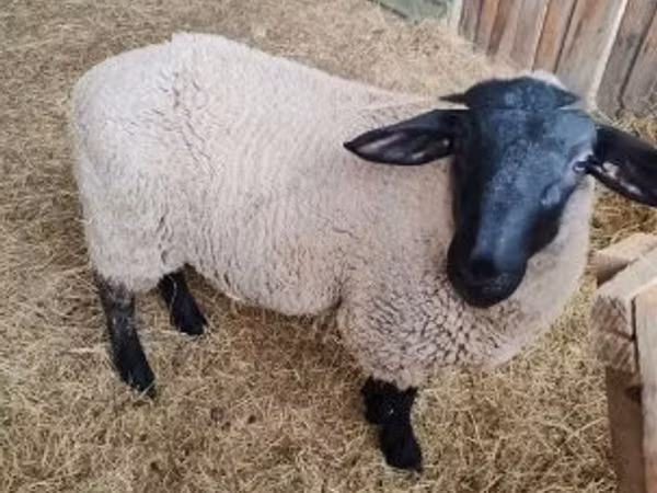 母羊, White Suffolk sheep