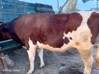Bull, Simmental cattle — photo 2