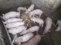 Pigs (batch, sex not specified) — photo 2