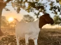 Ziege, Boer goat — Foto 1