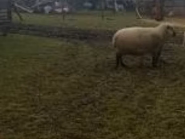 كبش, Shroshire sheep