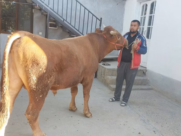 सांड, लिमोज़िन गाय