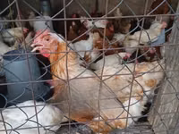 Chickens — الصورة 5