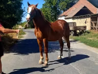 公马, Horses — 照片 3