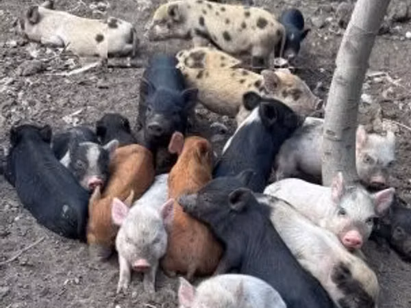 Säue, Schweine