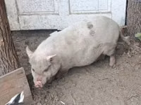 Sow — photo 2