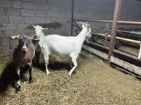Ziege, Kamori goats — Foto 6