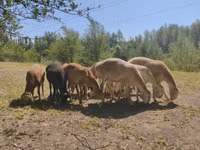 Ram, Afghan Arabi sheep — photo 3
