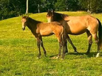 घोड़ी, Black Sea breed — फ़ोटो 8