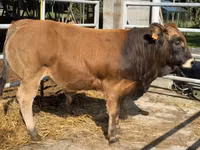 公牛, Partenaise cattle — 照片 2