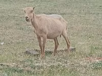 تيس, Alpine goat — الصورة 2