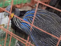 Turkeys — الصورة 7