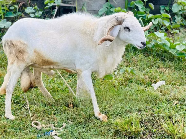 Ram, Sheep