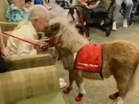 母马, Miniature horse — 照片 6