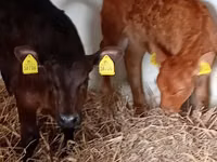 Rinder (Partie, Geschlecht nicht angegeben), Russian Black pied cattle — Foto 2