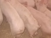 Schweine (Partie, Geschlecht nicht angegeben) — Foto 1