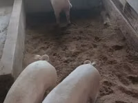 Pigs (batch, sex not specified) — photo 3
