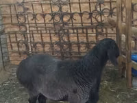 Ram, Sheep — photo 4