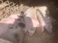 Schweine (Partie, Geschlecht nicht angegeben) — Foto 1