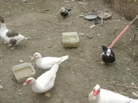 Ducks — الصورة 3
